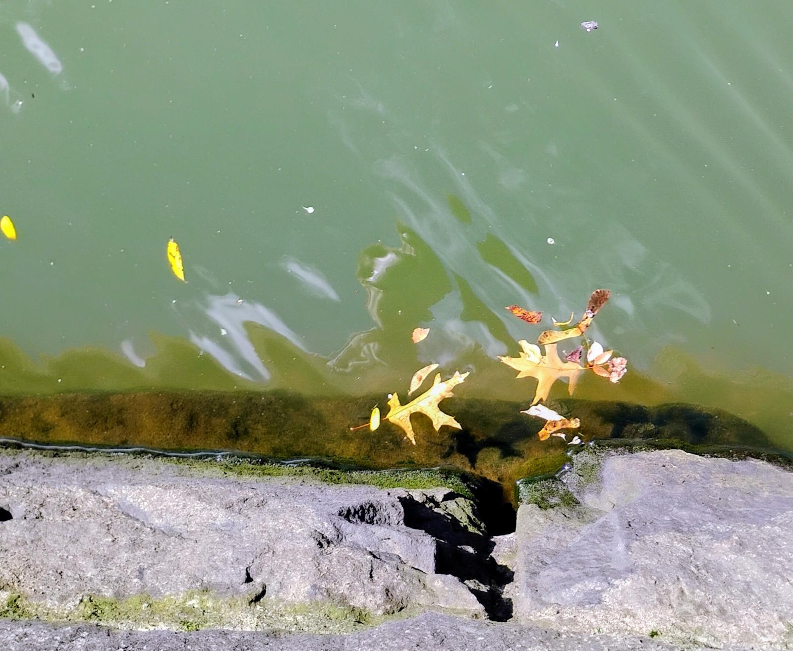 Self-Portrait, Waiting - Artist's reflection in Providence River with oak leaves